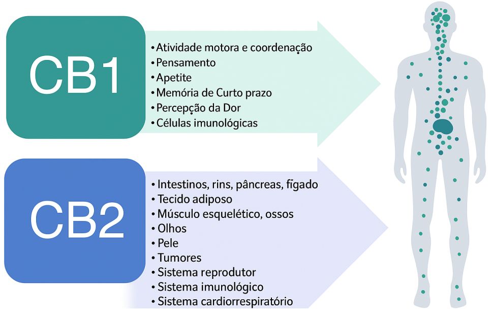 Benefícios do Canabidiol - Óleo de CBD na pele
